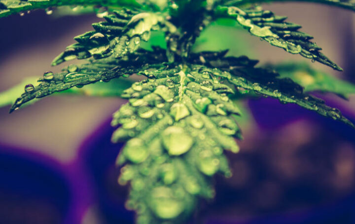 Terpenen: Gewonnen uit Cannabis