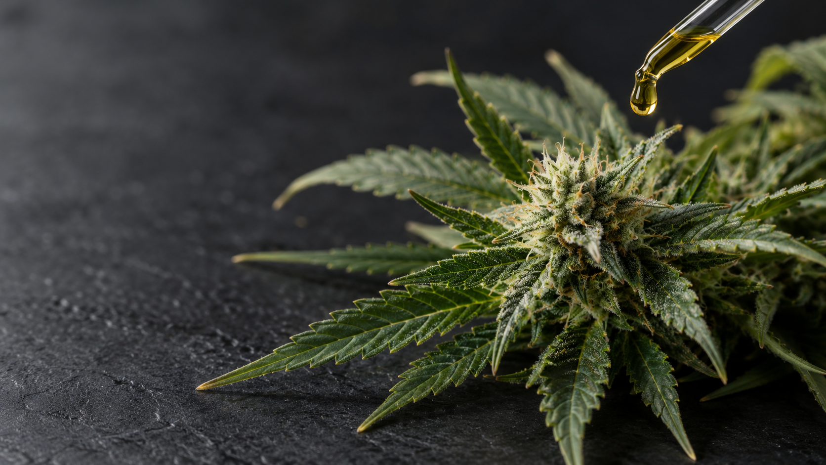 Wat is CBD? Heldere uitleg over cannabidiol